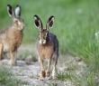 Animals_68 Brown Hare