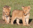 Animals-51 Lion Cubs