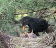 Animals_91 Blackbird feeding chicks